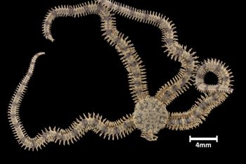 Media type: image;   Invertebrate Zoology OPH-5047 Aspect: dorsal